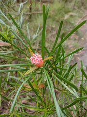 Lambertia formosa