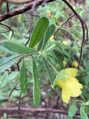 Hibbertia furfuracea