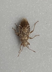 Rhopalidae