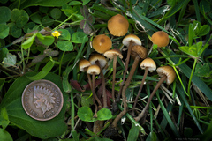 Macrocystidia cucumis latifolia