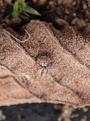 Carrhotus