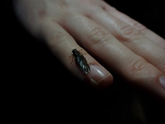 Chiromyzinae