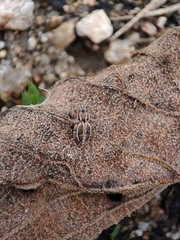 Carrhotus