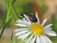 Microrhopala vittata