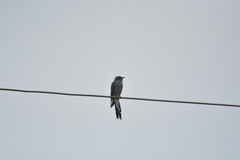 Cacomantis passerinus