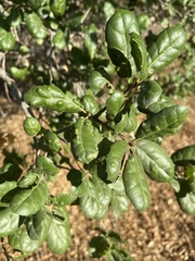 Aceria mackiei