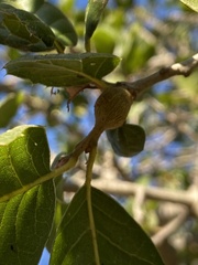 Callirhytis quercussuttoni