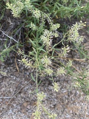 Lepidium montanum