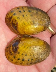 Cambarunio taeniatus