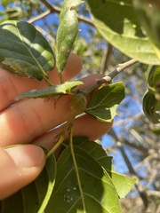 Callirhytis quercussuttoni