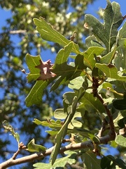 Cynips douglasii