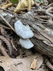 Trametes elegans