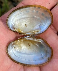 Cambarunio taeniatus