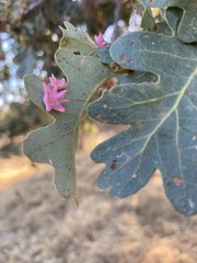 Cynips douglasii