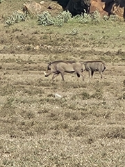 Phacochoerus africanus massaicus
