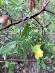 Hibbertia furfuracea