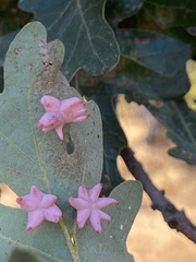 Cynips douglasii