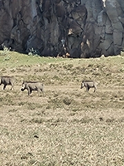 Phacochoerus africanus massaicus