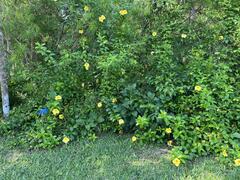 Allamanda cathartica