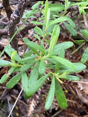 Hibbertia furfuracea