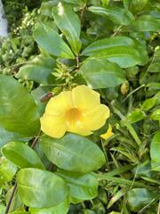 Allamanda cathartica