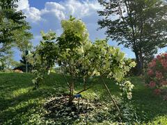 Mussaenda philippica