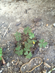 Oxalis corniculata