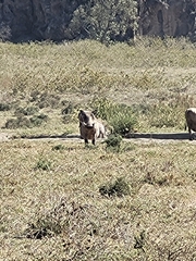 Phacochoerus africanus massaicus