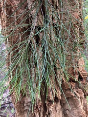 Allocasuarina decussata