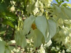 Mussaenda philippica