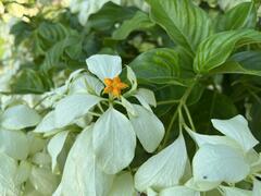Mussaenda philippica