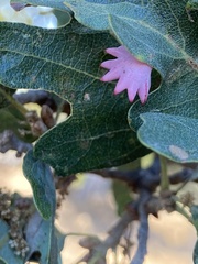 Cynips douglasii