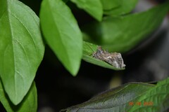 Autographa precationis