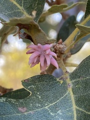 Cynips douglasii