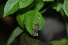 Autographa precationis
