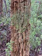 Allocasuarina decussata