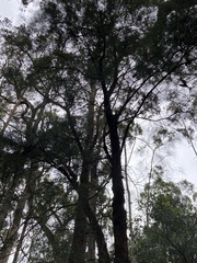 Allocasuarina decussata