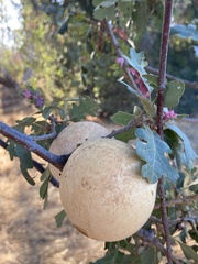 Andricus quercuscalifornicus