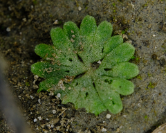 Riccia frostii