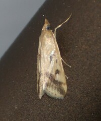 Achyra bifidalis