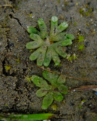 Riccia frostii
