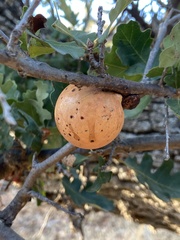 Andricus quercuscalifornicus