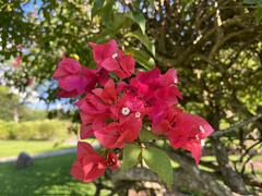 Bougainvillea spectabilis