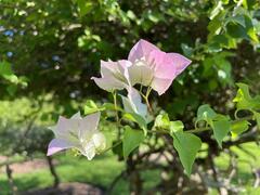 Bougainvillea