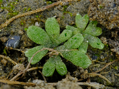Riccia frostii