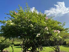 Bougainvillea