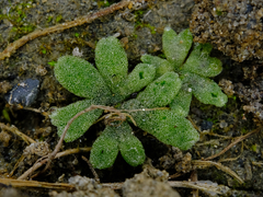 Riccia frostii