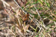 Therion circumflexum