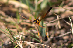 Therion circumflexum