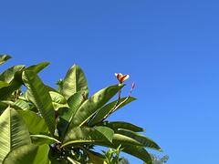 Plumeria